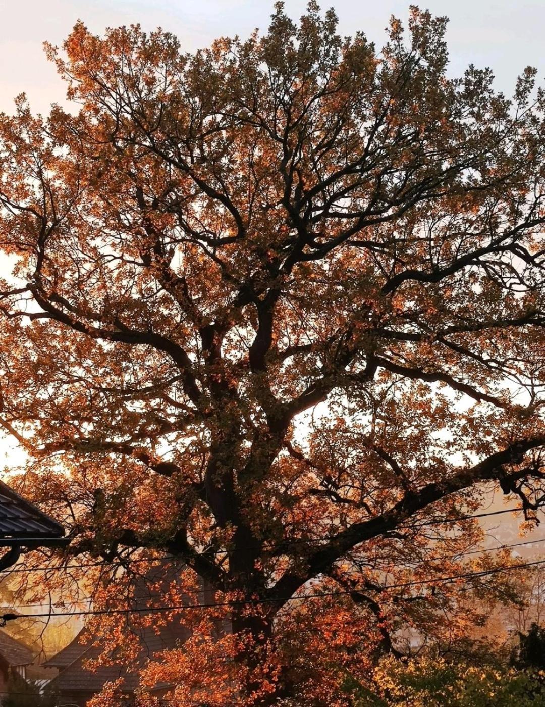 The Little Oak - Tiny House With Bed On Mezzanine & Terrace - From 1 To 4 P Disney, Paris & Cdg Pomponne ภายนอก รูปภาพ